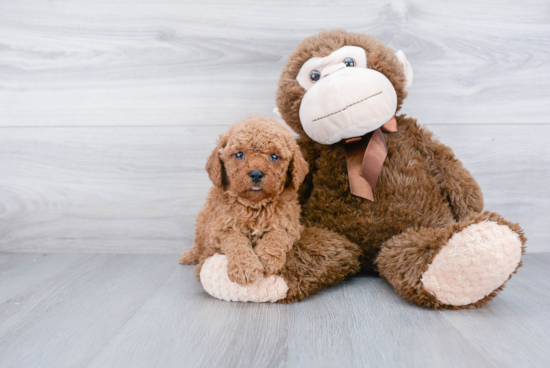 Mini Goldendoodle Pup Being Cute