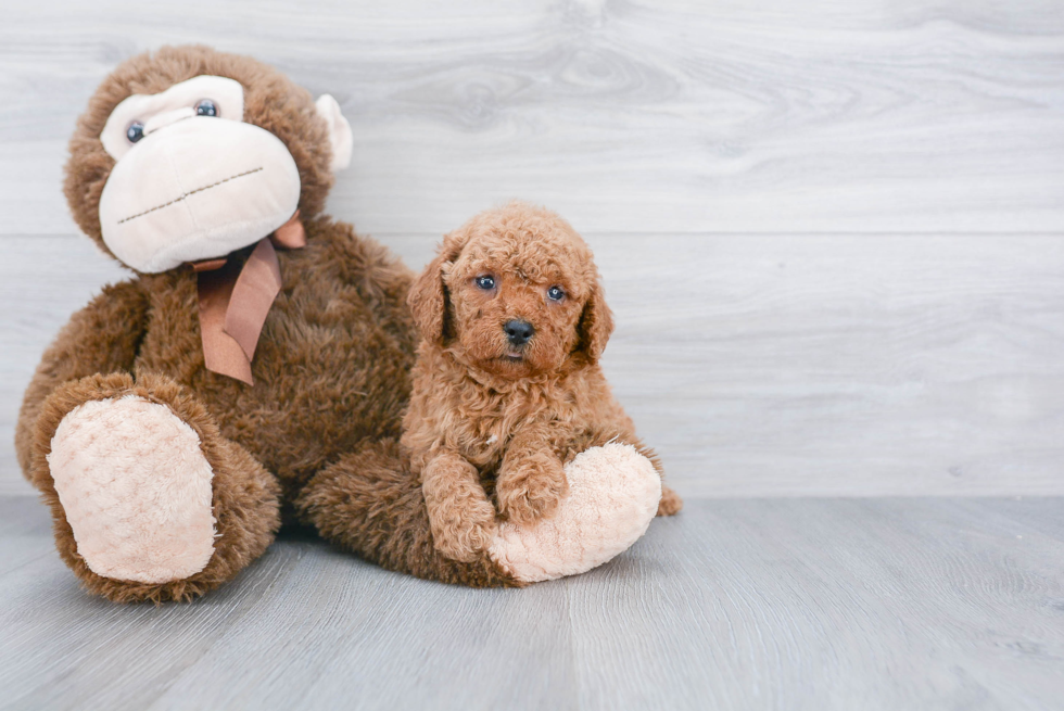 Energetic Golden Retriever Poodle Mix Puppy