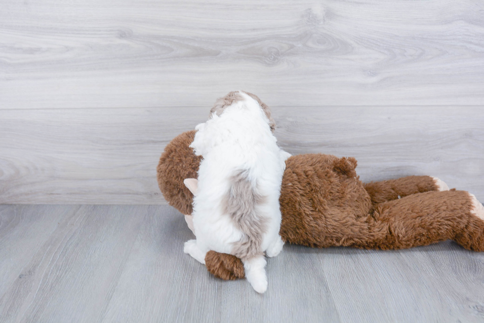 Playful Golden Retriever Poodle Mix Puppy