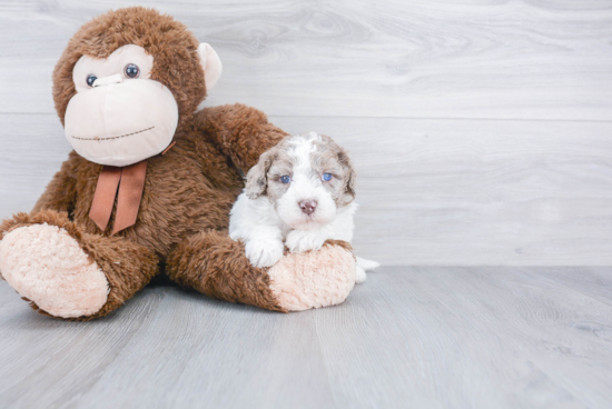 Friendly Mini Goldendoodle Baby