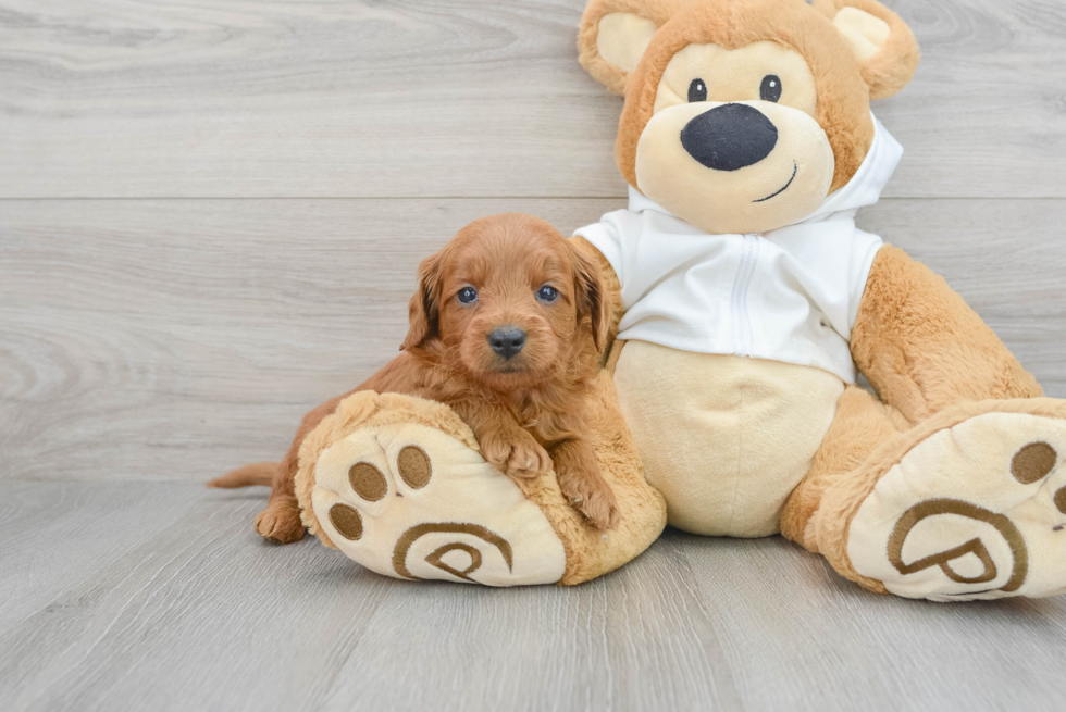 Best Mini Goldendoodle Baby