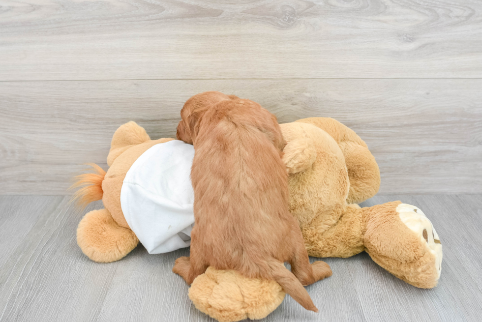 Friendly Mini Goldendoodle Baby