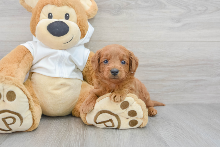 Mini Goldendoodle Puppy for Adoption