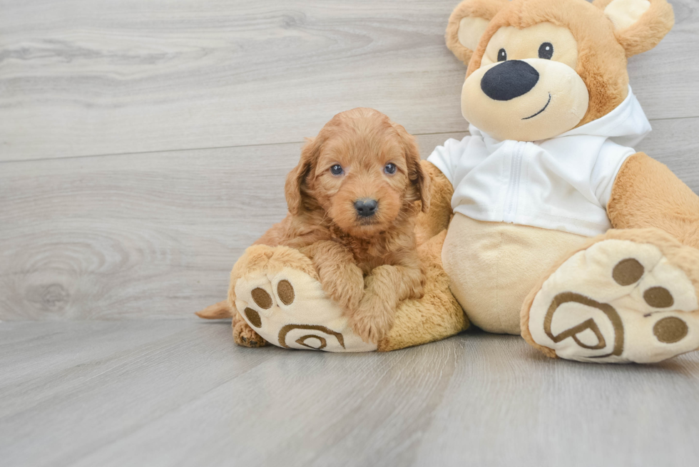 Fluffy Mini Goldendoodle Poodle Mix Pup