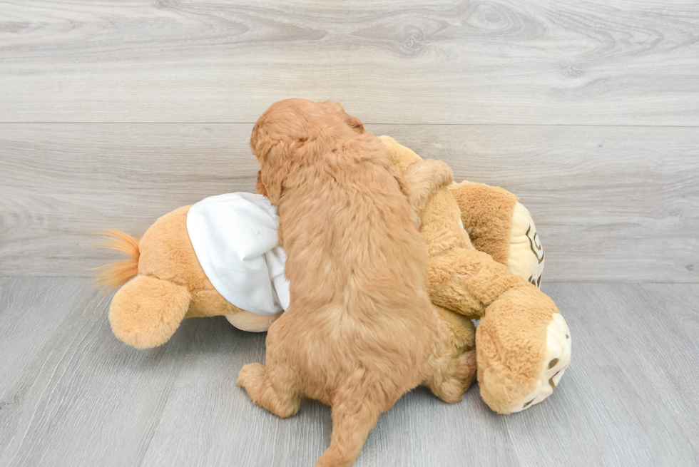 Mini Goldendoodle Pup Being Cute