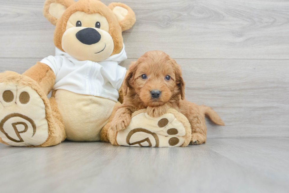 Funny Mini Goldendoodle Poodle Mix Pup