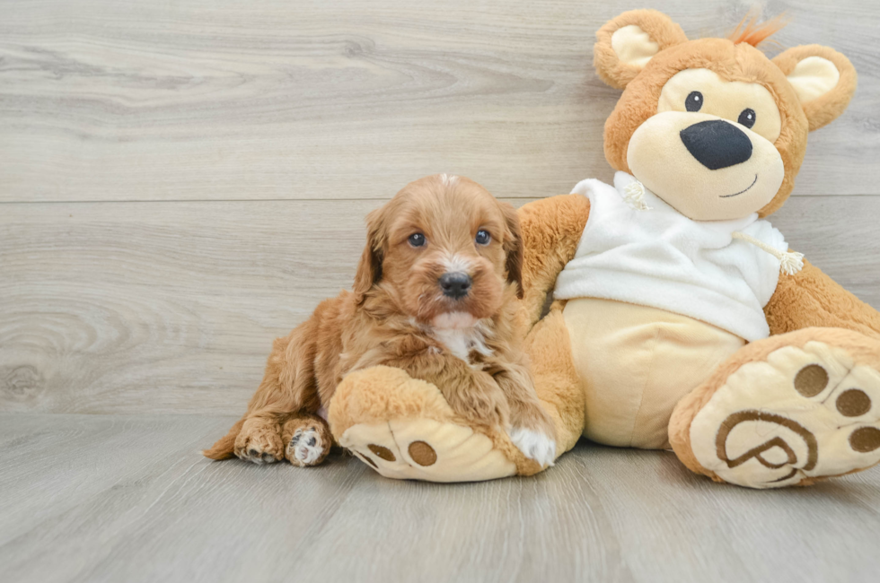 6 week old Mini Goldendoodle Puppy For Sale - Premier Pups