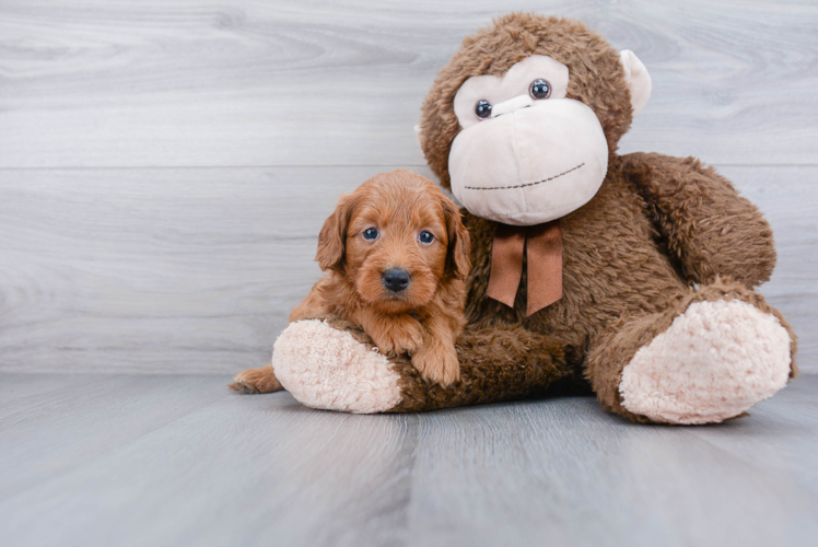 Mini Goldendoodle Pup Being Cute