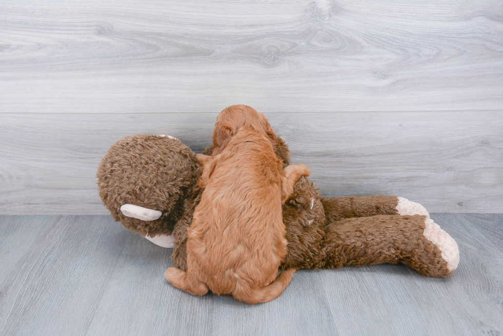 Energetic Golden Retriever Poodle Mix Puppy