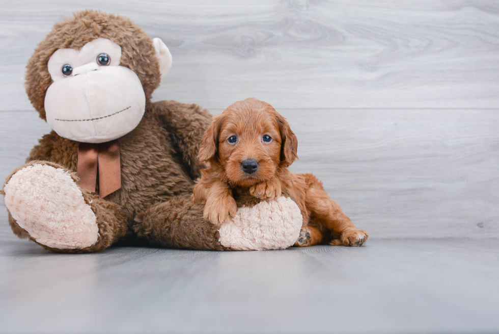 Mini Goldendoodle Pup Being Cute