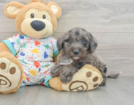 8 week old Mini Goldendoodle Puppy For Sale - Premier Pups
