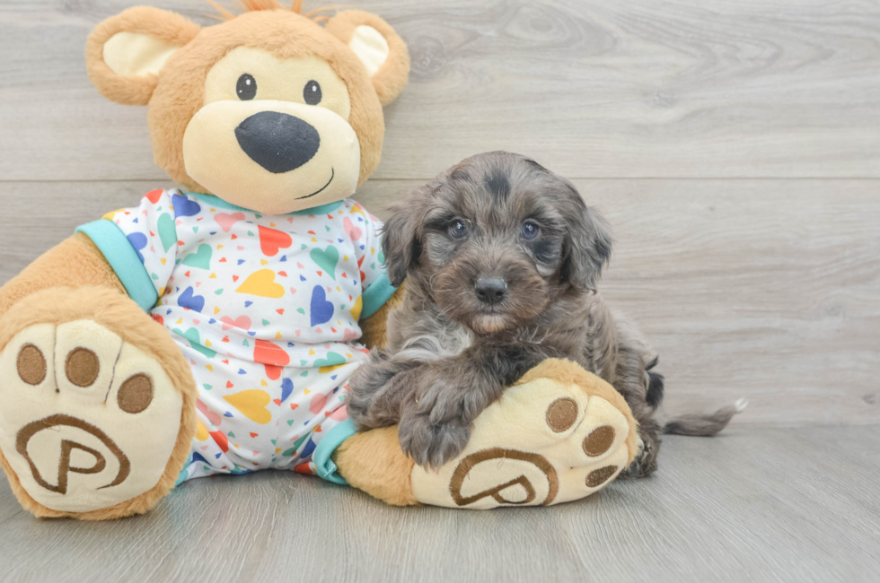 6 week old Mini Goldendoodle Puppy For Sale - Premier Pups