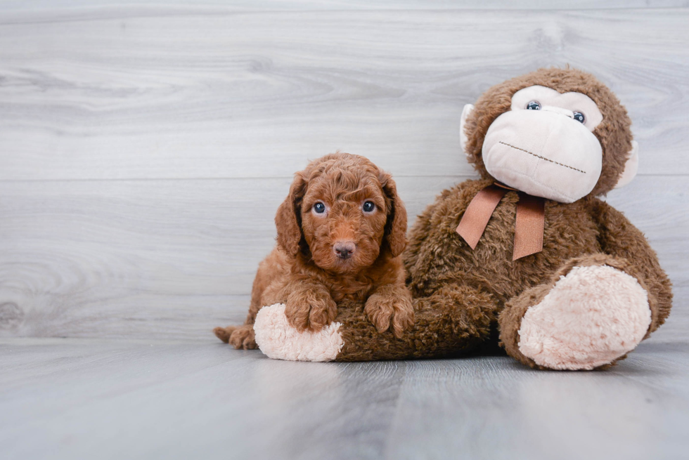 Mini Goldendoodle Puppy for Adoption