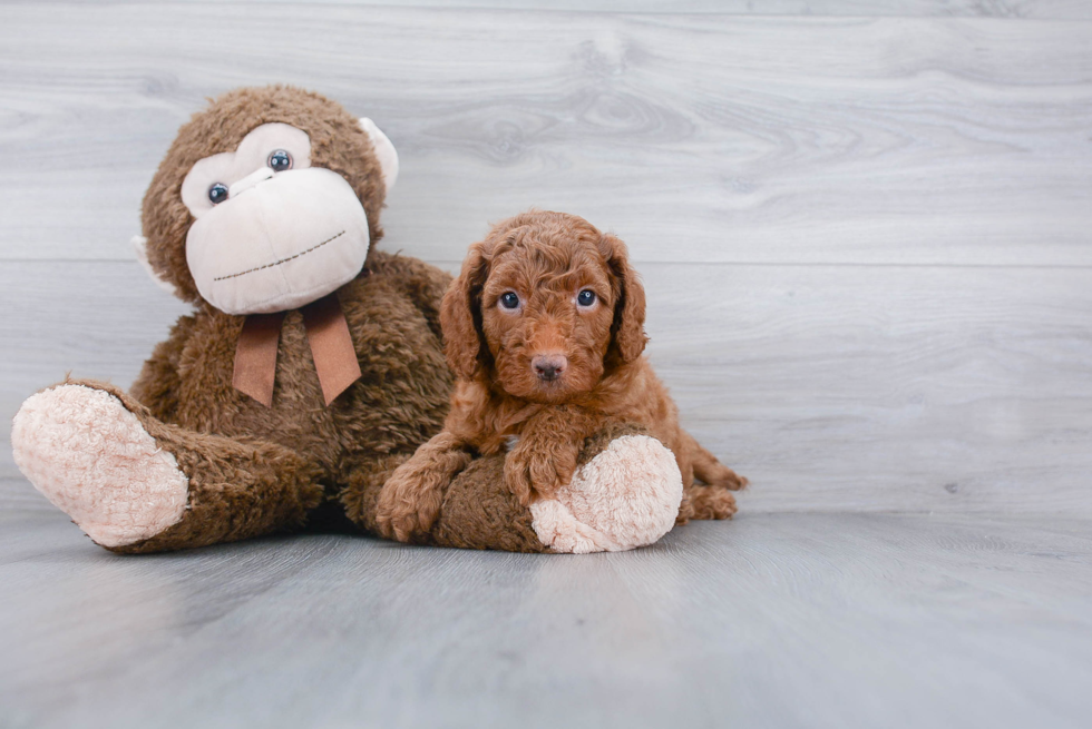 Petite Mini Goldendoodle Poodle Mix Pup