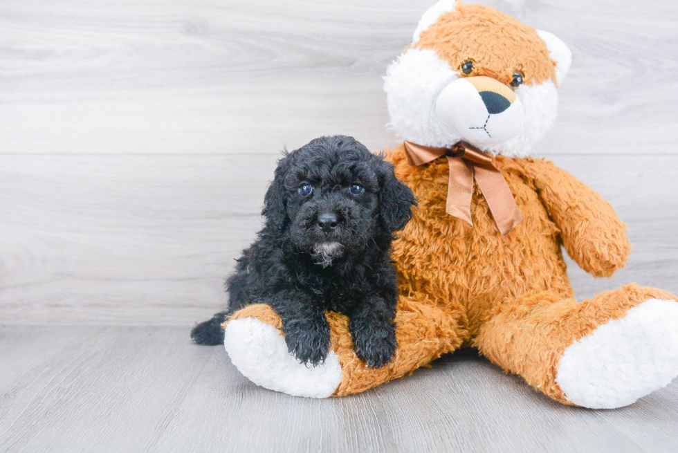 Mini Goldendoodle Puppy for Adoption