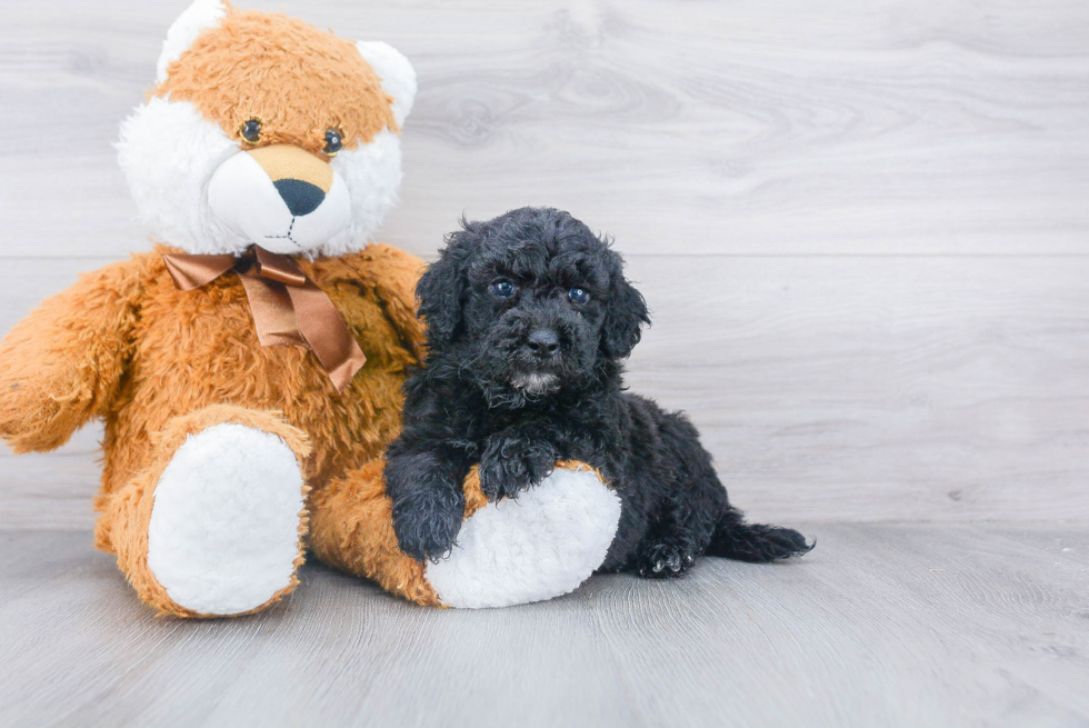 Mini Goldendoodle Pup Being Cute