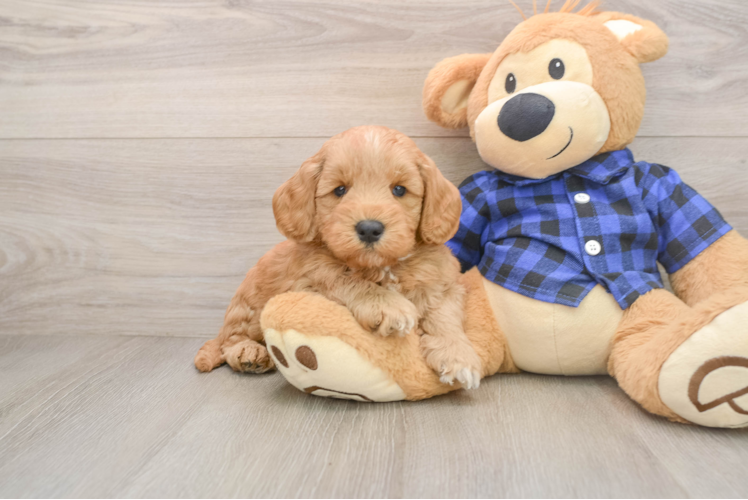 Mini Goldendoodle Puppy for Adoption