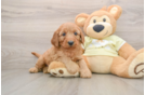 Mini Goldendoodle Pup Being Cute