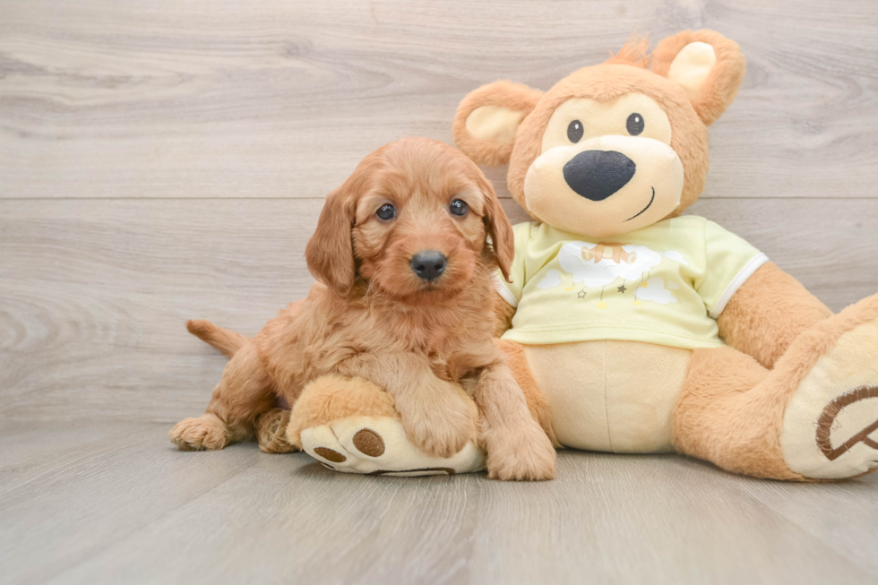 Mini Goldendoodle Pup Being Cute