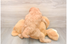 Energetic Golden Doodle Poodle Mix Puppy