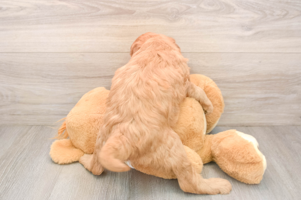 Energetic Golden Doodle Poodle Mix Puppy