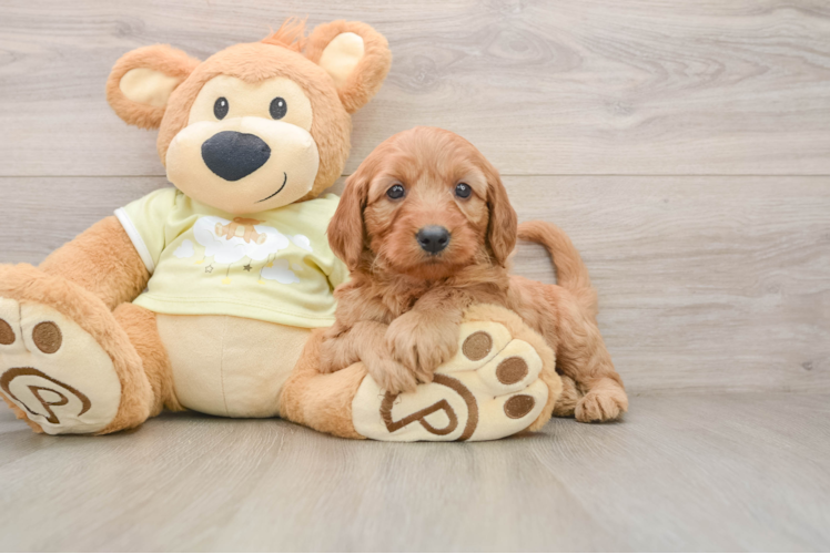 Hypoallergenic Mini Goldiepoo Poodle Mix Puppy