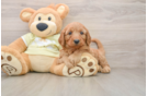 Hypoallergenic Mini Goldiepoo Poodle Mix Puppy