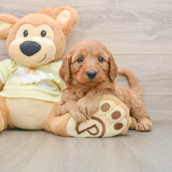 Hypoallergenic Mini Goldiepoo Poodle Mix Puppy