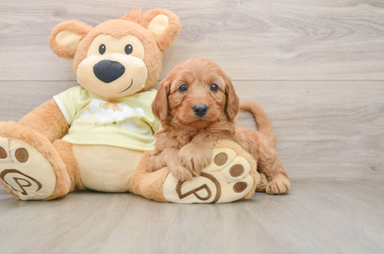 Hypoallergenic Mini Goldiepoo Poodle Mix Puppy
