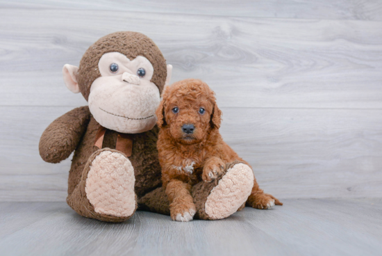 Best Mini Goldendoodle Baby