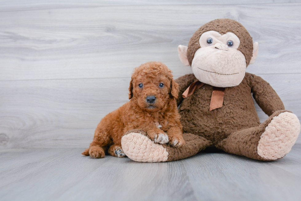 Smart Mini Goldendoodle Poodle Mix Pup