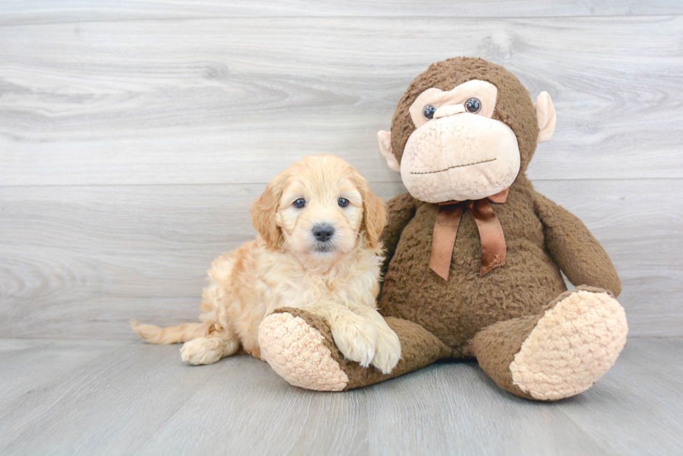 Cute Mini Goldendoodle Baby