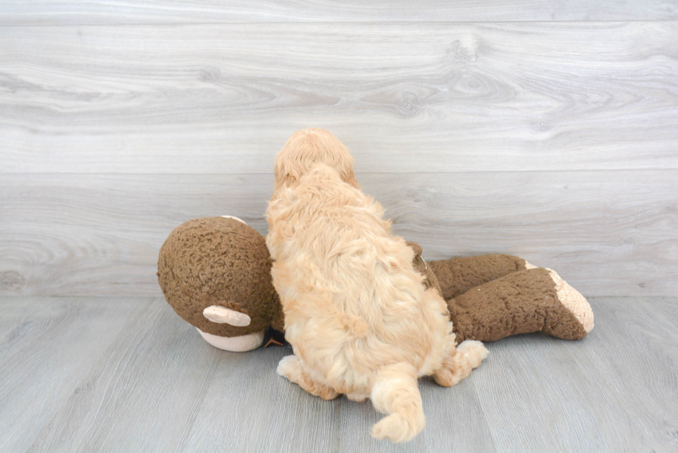 Mini Goldendoodle Pup Being Cute