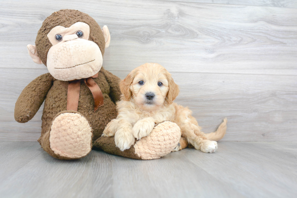 Mini Goldendoodle Pup Being Cute