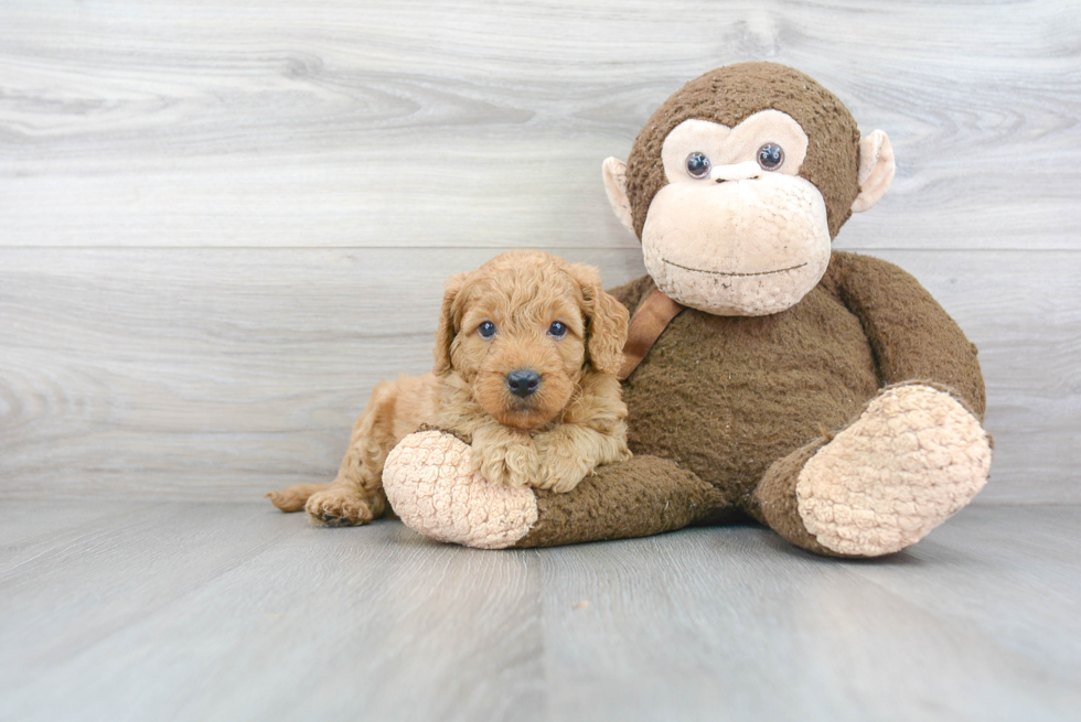 Small Mini Goldendoodle Baby