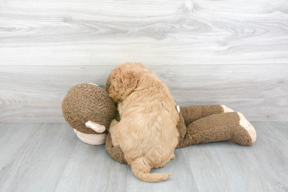 Cute Mini Goldendoodle Baby