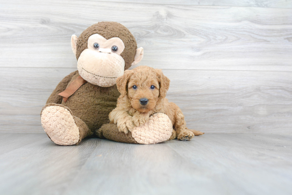 Mini Goldendoodle Pup Being Cute