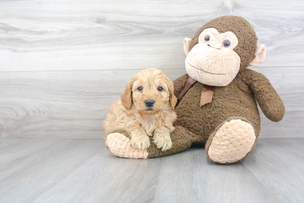 Mini Goldendoodle Puppy for Adoption