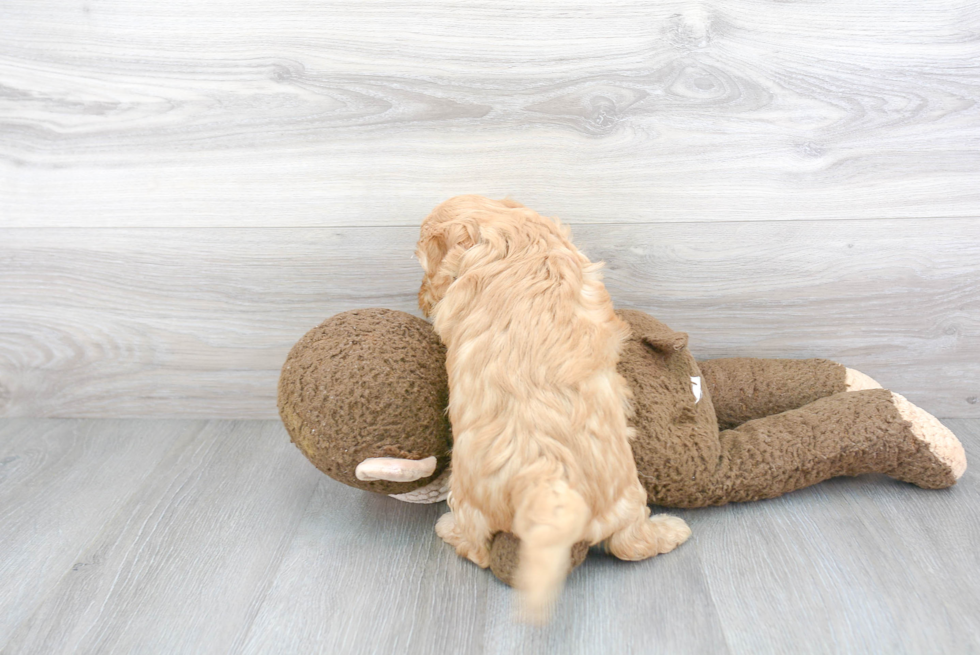 Mini Goldendoodle Pup Being Cute