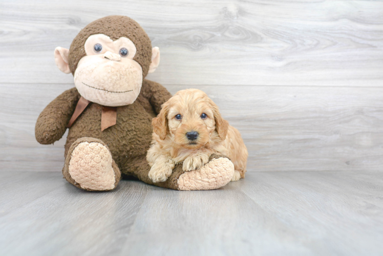 Friendly Mini Goldendoodle Baby