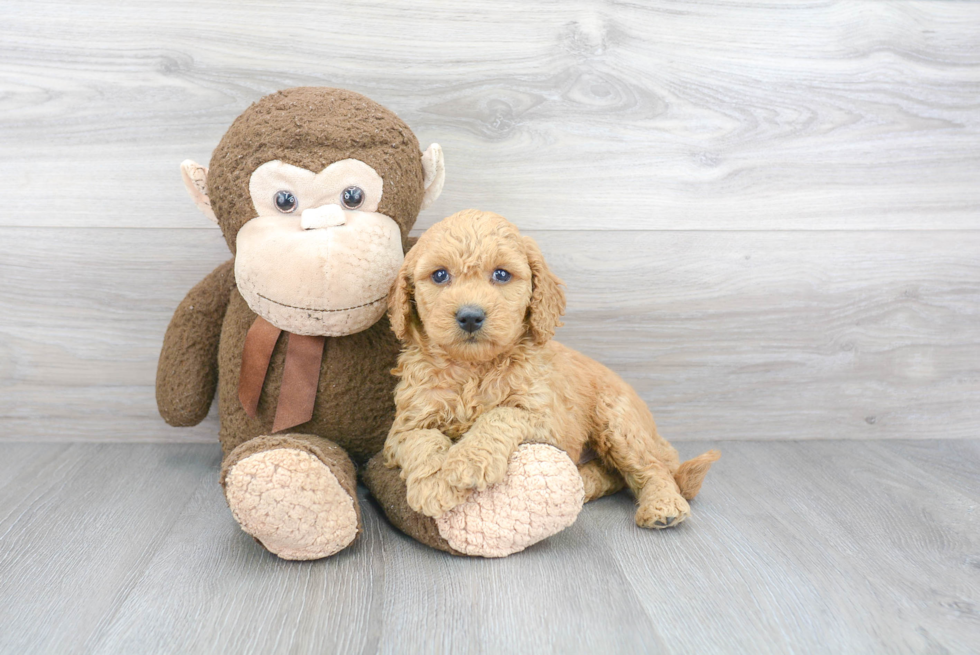 Funny Mini Goldendoodle Poodle Mix Pup