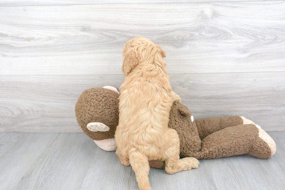 Cute Mini Goldendoodle Baby