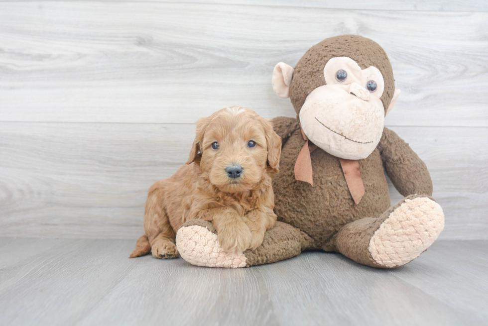 Mini Goldendoodle Pup Being Cute