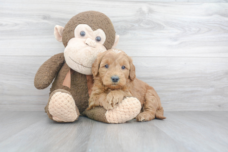 Energetic Golden Retriever Poodle Mix Puppy