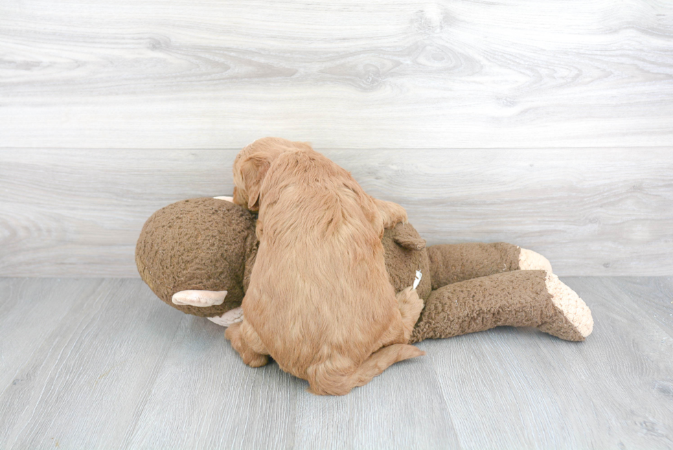 Hypoallergenic Golden Retriever Poodle Mix Puppy