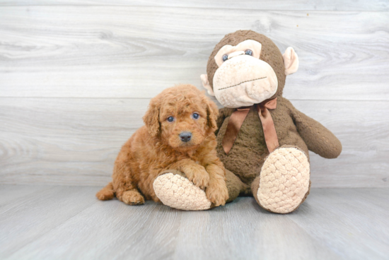 Mini Goldendoodle Pup Being Cute