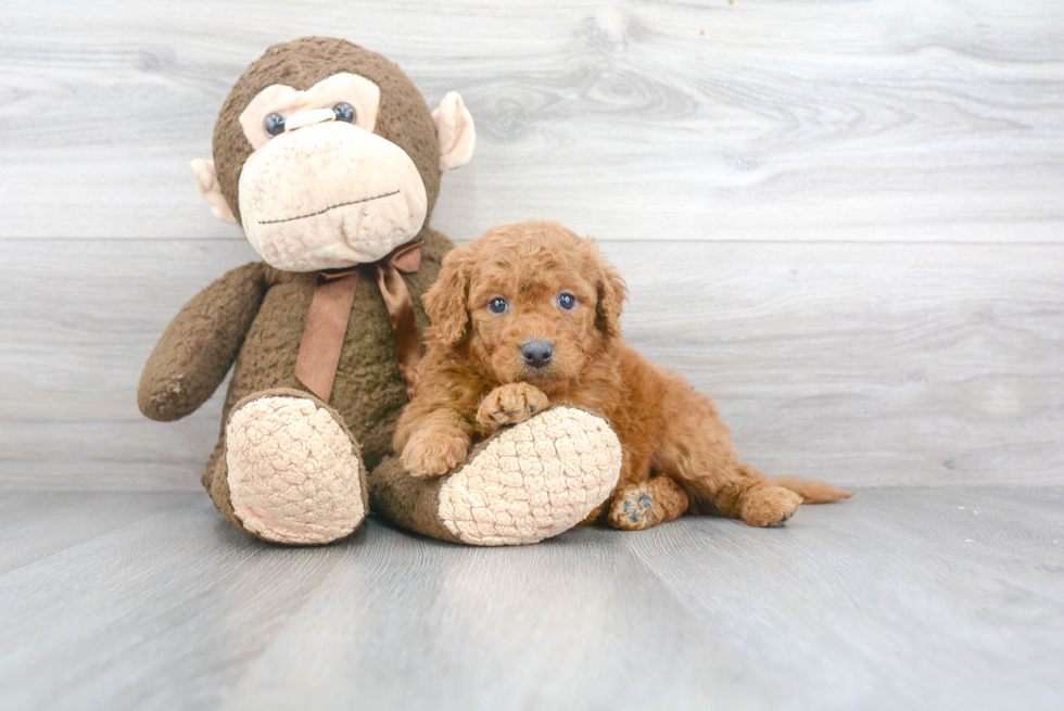 Mini Goldendoodle Puppy for Adoption