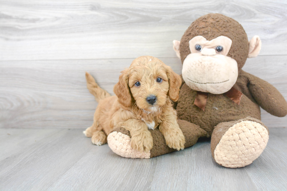 Hypoallergenic Golden Retriever Poodle Mix Puppy