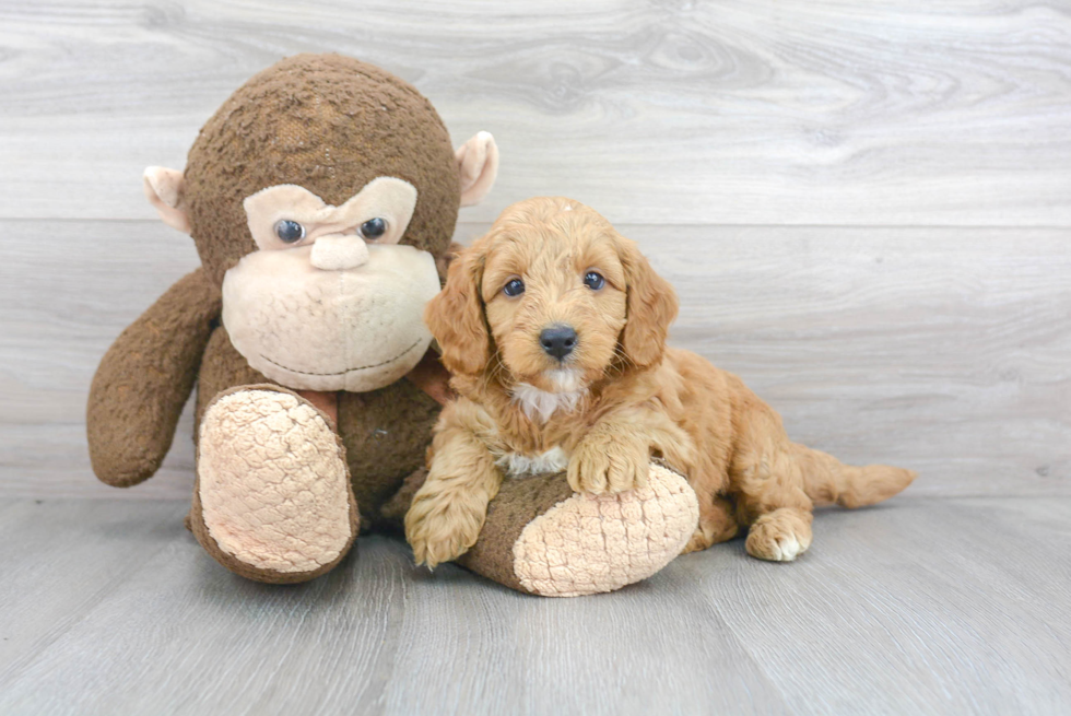 Best Mini Goldendoodle Baby