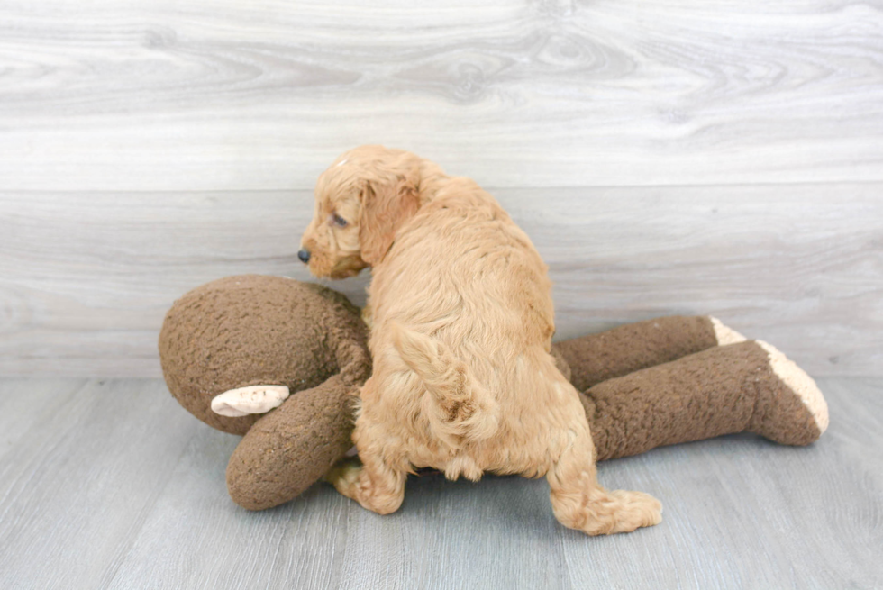 Friendly Mini Goldendoodle Baby